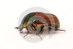 Green June Beetle (Cotinis nitida)