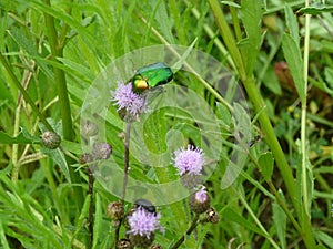 Green june beetle