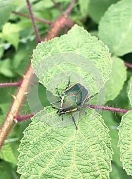 Green June Beetle photo