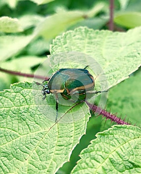 Green June Beetle in raspberry