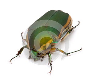 Green June Bug photo