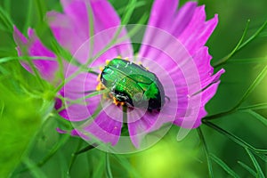Green june bug on purple flower closeup