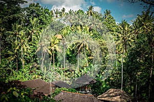 Green jungle on Bali island, Indonesia. Tropical rainforest scene.