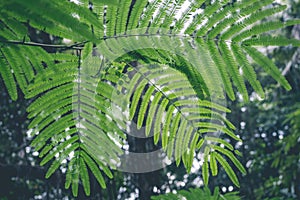 Green jungle on Bali island, Indonesia. Tropical rainforest scene.