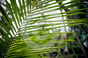 Green jungle on Bali island, Indonesia. Tropical rainforest scene.