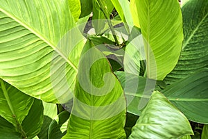 Green jungle closeup, freen plants of tropical nature in sunylight. Exotic natural