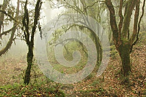 Green jungle on a fogy spring day. Scene on the way from Ghandruk to Tadapani, Nepal.