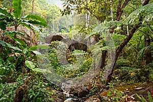 The green jungle of Koh Chang island, Thailand