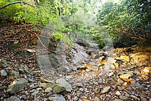 The green jungle of Koh Chang island, Thailand