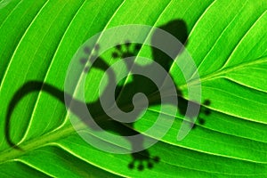 Green jungle leaf and gecko