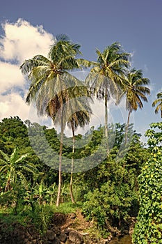 green jungle nature with plams. jungle nature or rainforest. photo of jungle nature.