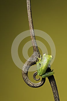 green jungle tree frog on twig copy space
