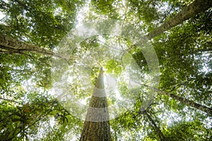 Green jungle tree with green leaves and sun light and plant detail nature in the forest look under tree - beautiful bottom view to