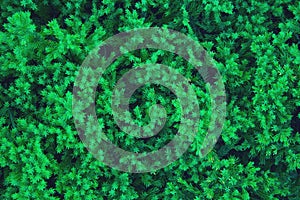 Green juniper background