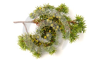 Green juniper branch with berries isolated on white background