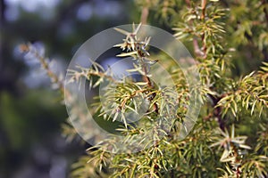 Green Juniper branches on a blurry background close-up