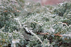 Green Juniper branches and snow