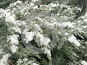 Green juniper branches under the snow