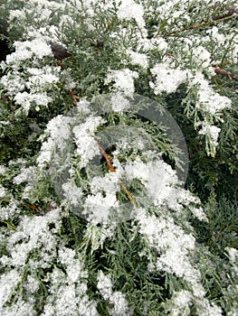Green juniper branches under the snow