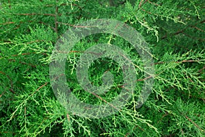 Green juniper bush. The Crown Plan.