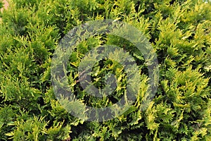Green juniper leafs texture background