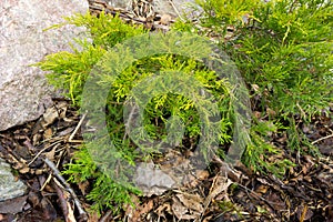Green juniper Spring in rockeries