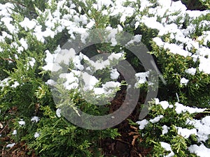 green juniper tree branch with snow