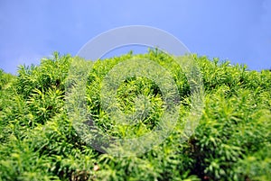 Green juniper twigs close up detail, natural organic background, blue sky