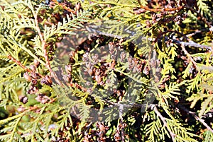 Green juniper twigs with needles and brown small pine cones, top view, blurry background