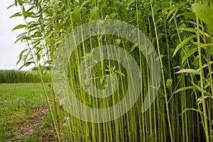 Green jute field. Jute arranged in rows. This is the highest quality jute in Bangladesh