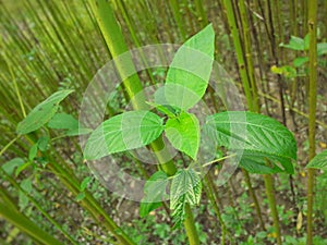 Green jute plant leaves. Jute cultivation in Assam in India