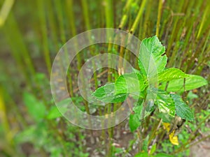 Green jute plant leaves. Jute cultivation in Assam in India