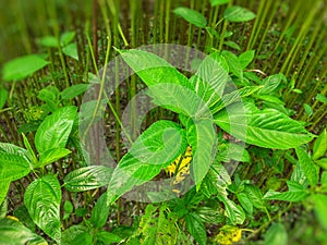 Green jute plant leaves. Jute cultivation in Assam in India