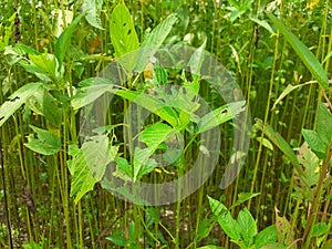 Green jute plant leaves. Jute cultivation in Assam in India