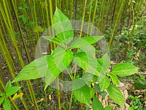 Green jute plant leaves. Jute cultivation in Assam in India