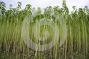 Green jute Plantation field. Raw Jute plant Landscape view