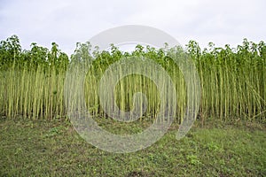 Green jute Plantation field. Raw Jute plant Landscape view