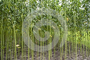 Green jute Plantation field. Raw Jute plant pattern Texture background.