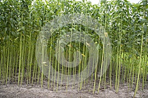 Green jute Plantation field. Raw Jute plant pattern Texture background