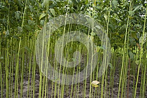 Green jute Plantation field. Raw Jute plant pattern Texture background