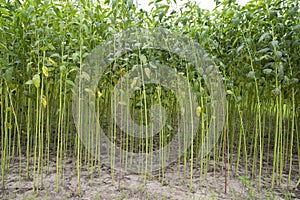 Green jute Plantation field. Raw Jute plant pattern Texture background