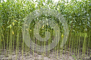 Green jute Plantation field. Raw Jute plant pattern Texture background