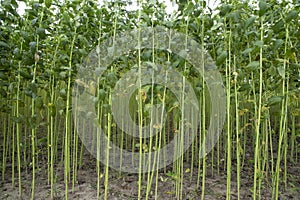 Green jute Plantation field. Raw Jute plant pattern Texture background