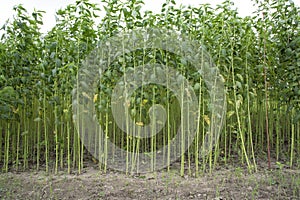 Green jute Plantation field. Raw Jute plant pattern Texture background