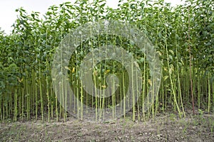 Green jute Plantation field. Raw Jute plant pattern Texture background