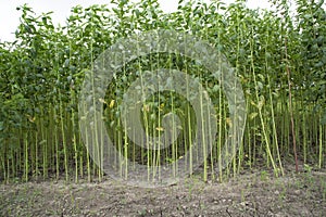 Green jute Plantation field. Raw Jute plant pattern Texture background