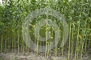 Green jute Plantation field. Raw Jute plant pattern Texture background