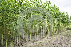 Green jute Plantation field. Raw Jute plant pattern Texture background