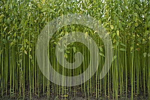 Green jute Plantation field. Raw Jute plant Texture background