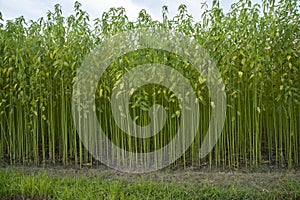 Green jute Plantation field. Raw Jute plant Texture background